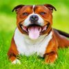 Happy Brown Staffordshire Bull Terrier paint by numbers