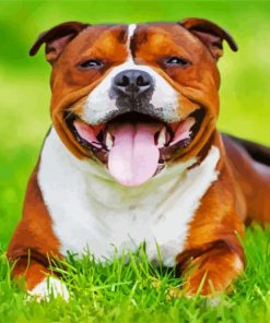 Happy Brown Staffordshire Bull Terrier paint by numbers