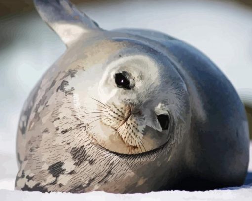 Harbor Seal Antartica paint by numbers