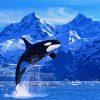 Killer Whale paint by number