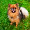 Pomeranian Dog paint by number