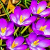 Purple Crocus paint by number