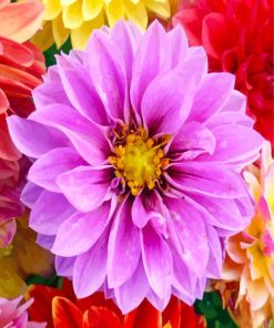 Purple Dahlia Flower paint by numbers