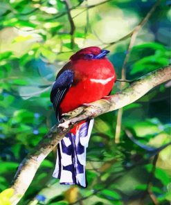 Red Trogon paint by number