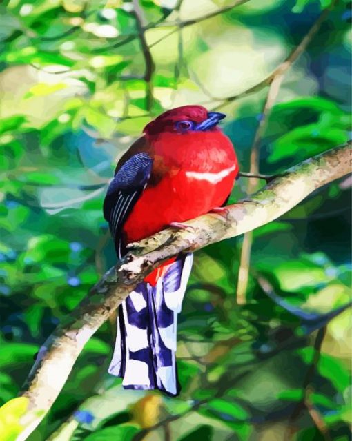 Red Trogon paint by number