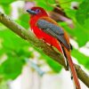 Red Trogon Bird paint by number