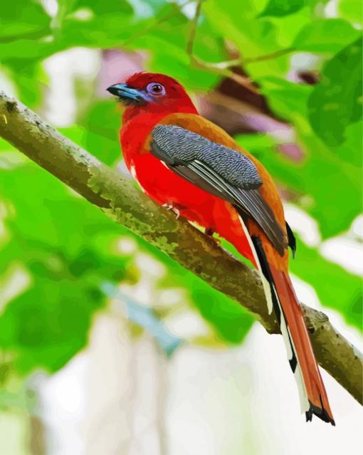 Red Trogon Bird paint by number