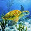 Sea Turtle paint by numbers