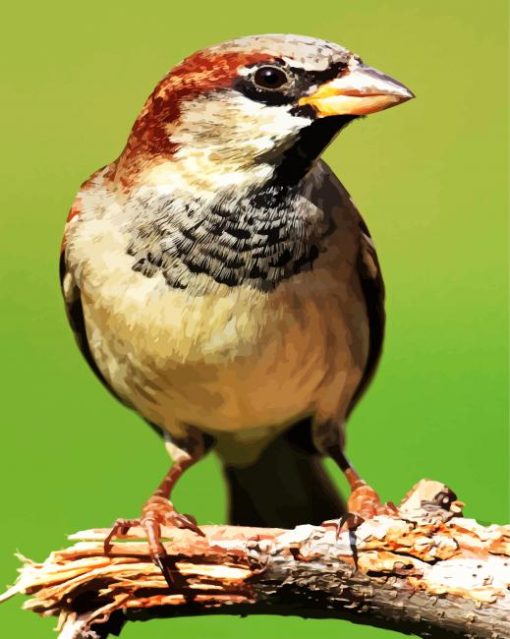 Sparrow Bird paint by number