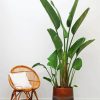 Strelitzia Nicolai Plant paint by number