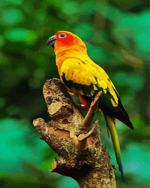 Sun Conure paint by numbers