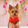 Teacup Yorkie Puppy paint by numbers