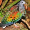 Tropical Pigeon Dove paint by number