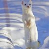 White Weasel paint by number