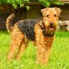 Airedale Terrier Dogs paint by number