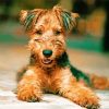 Airedale Terrier paint by number