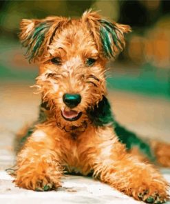 Airedale Terrier paint by number