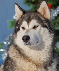 Alaskan Malamute paint by number