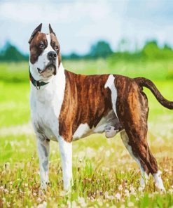 American Staffordshire Terrier paint by number