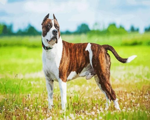 American Staffordshire Terrier paint by number