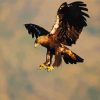 Aquila Eagle Bird paint by numbers