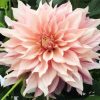 Baby Pink Dahlia paint by number