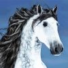 Beautiful Andalusian Horse paint by number