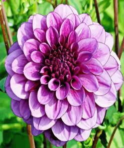 Beautiful Purple Dahlia paint by numbers