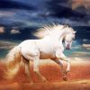 Beautiful White Andalusian Horse paint by number