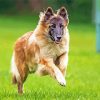 Belgian Tervuren Dog paint by numbers