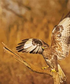 Bird Of Prey Buzzard paint by numbers