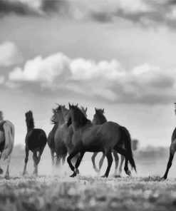 Black And White Horses Flock paint by number