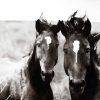 Black And White Brumbies paint by number