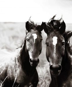 Black And White Brumbies paint by number