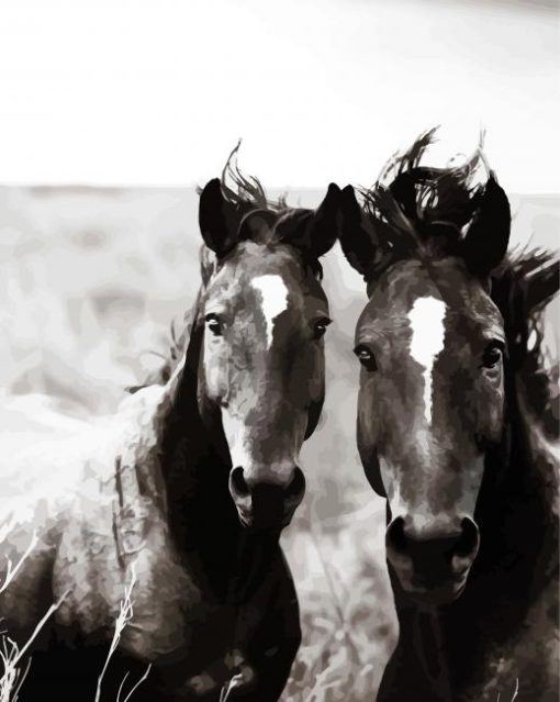 Black And White Brumbies paint by number