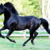 Black Morgan Horse paint by numbers