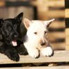 Black And White Scottish Terrier Dogs paint by numbers