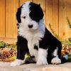 Black And White Sheepadoodle Dog paint by numbers