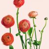 Blooming Pink Ranunculus paint by number