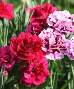 Blooming Carnations Flowers paint by number