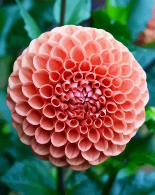 Blooming Orange Dahlia paint by number