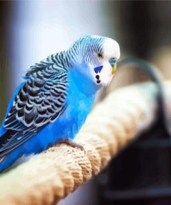 Blue Parakeet Bird paint by numbers