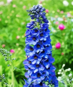 Blue Delphiniums paint by number