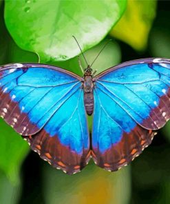 Blue Morpho Butterfly paint by number