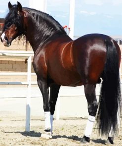 Brown Andalusian Horse paint by numbers