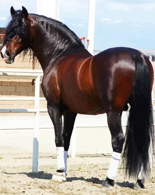 Brown Andalusian Horse paint by numbers