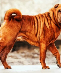 Brown Shar Pei Dog paint by number