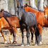 Brumby Horses paint by number