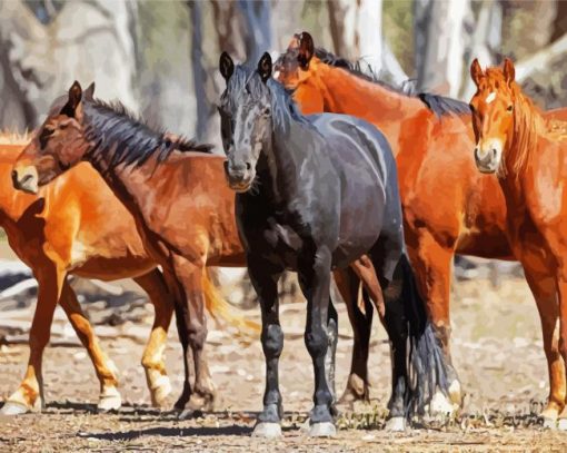 Brumby Horses paint by number