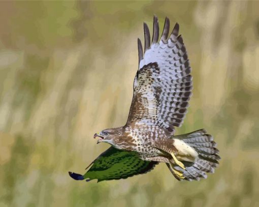 Buzzard Bird Flying paint by numbers